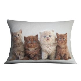 Four various british kittens Cushion